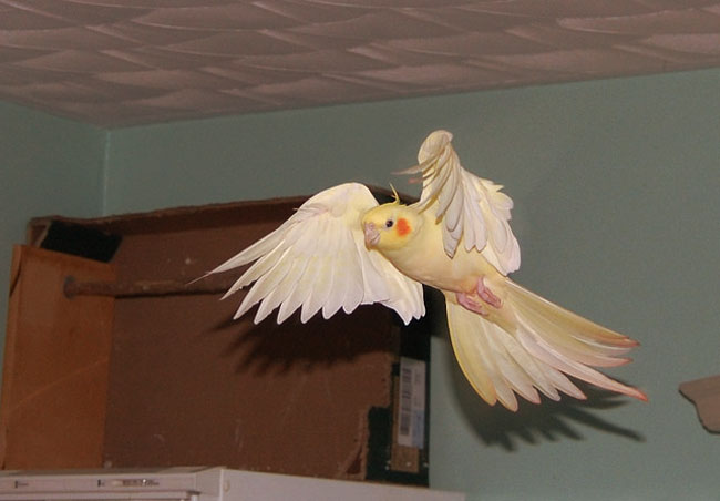 cockatiel's flight ability