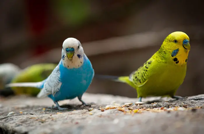 healthy budgie eating birdseed