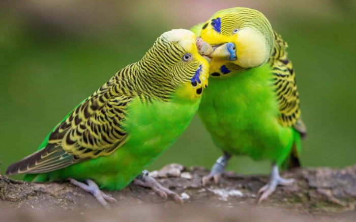male and female budgie to identify their gender