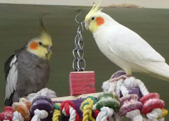 new cockatiel to your existing birds