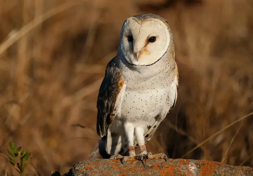 Barn Owl