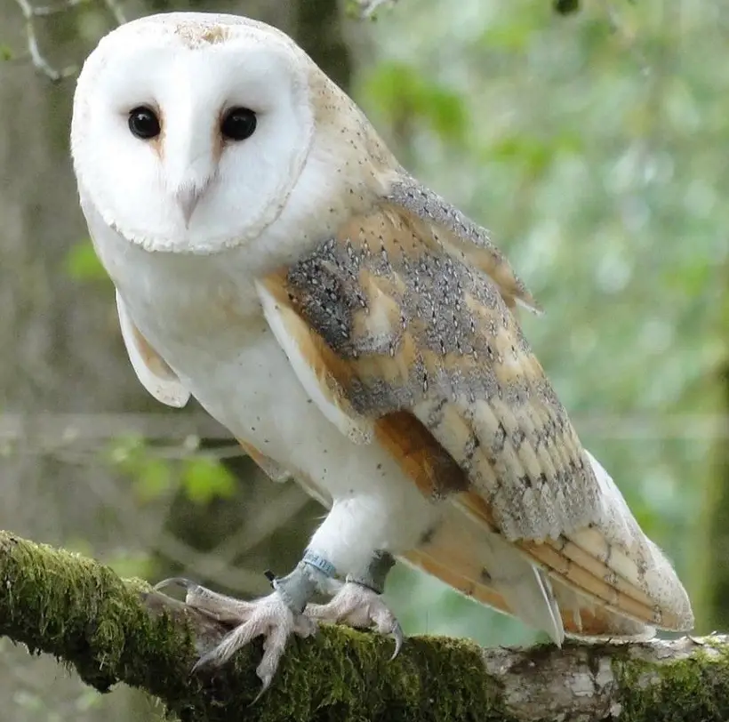 Barn Owls