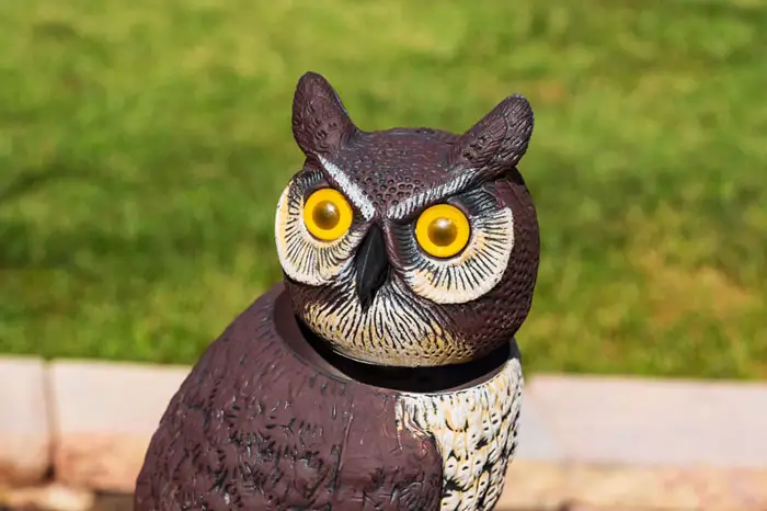 Best Practices For Using Owl Decoys