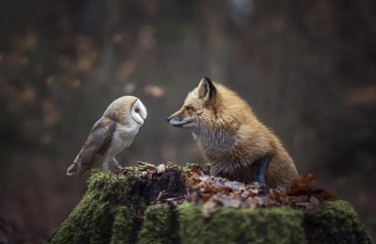 Can Foxes and Owls Live in the Same Territory