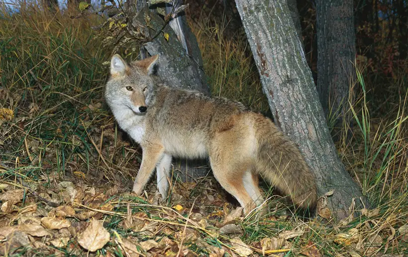 Coyotes