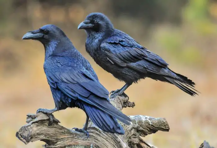 Crows And Ravens