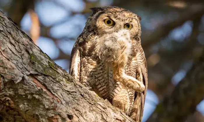 Do All Owls Eat Rabbits