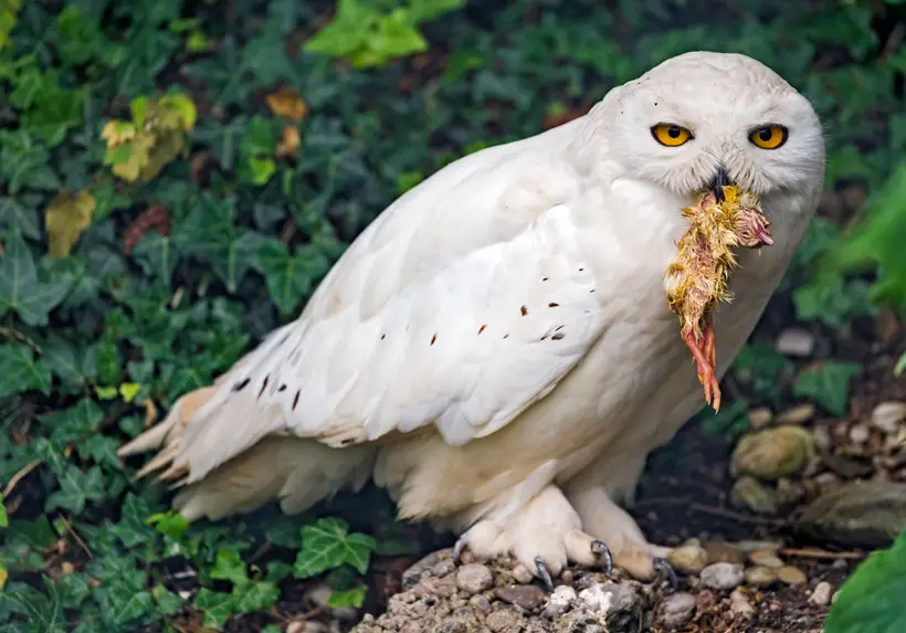 Do Owls Eat Birds