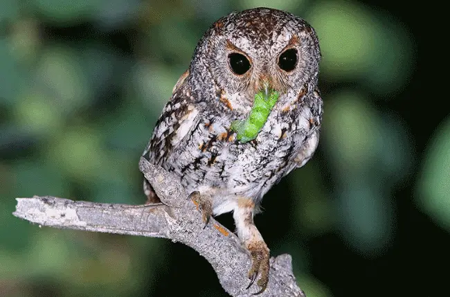 Do Owls Eat Caterpillars