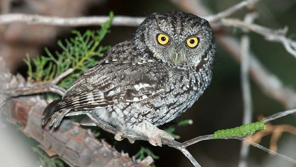 Do Owls Eat Caterpillars