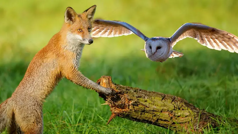 Do Owls Eat Foxes