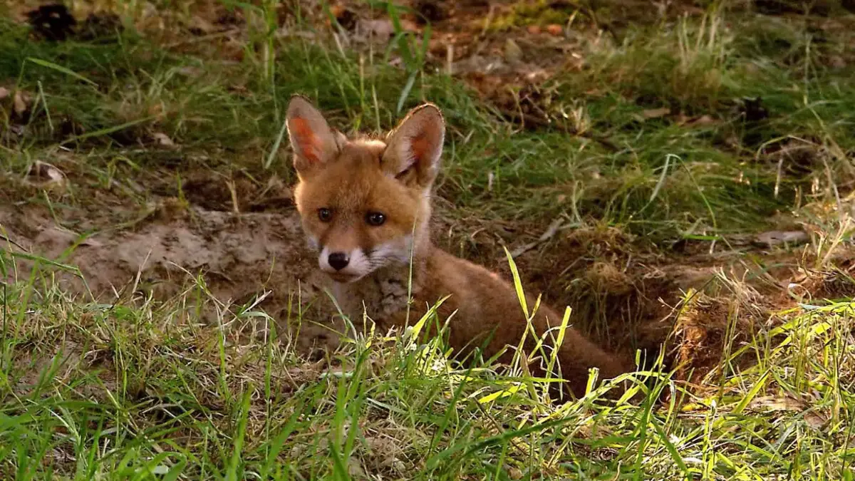 Do Owls Eat Foxes