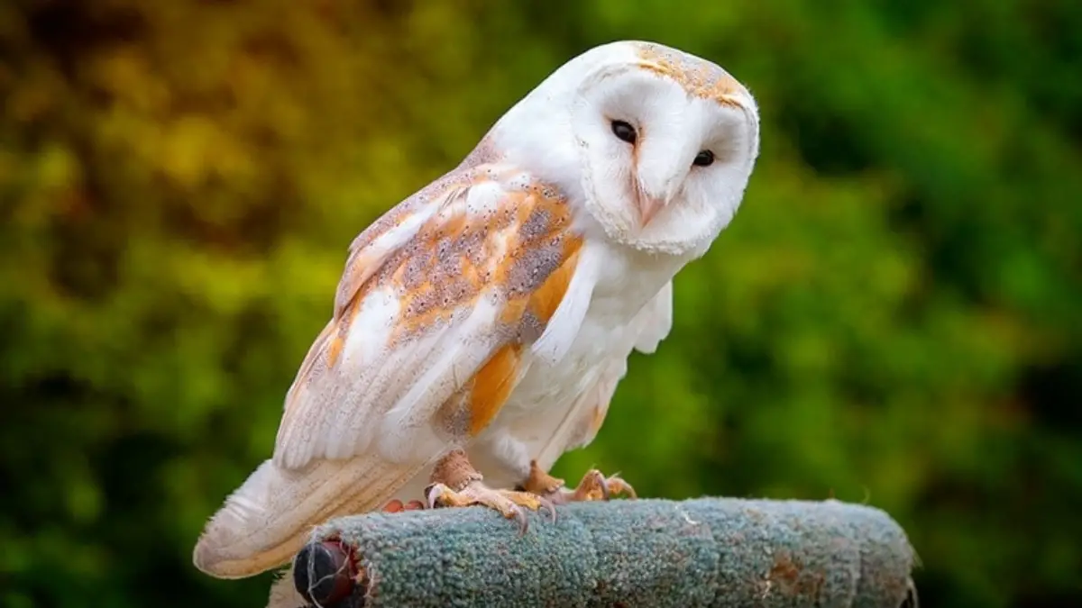 Do Owls Eat Fruit
