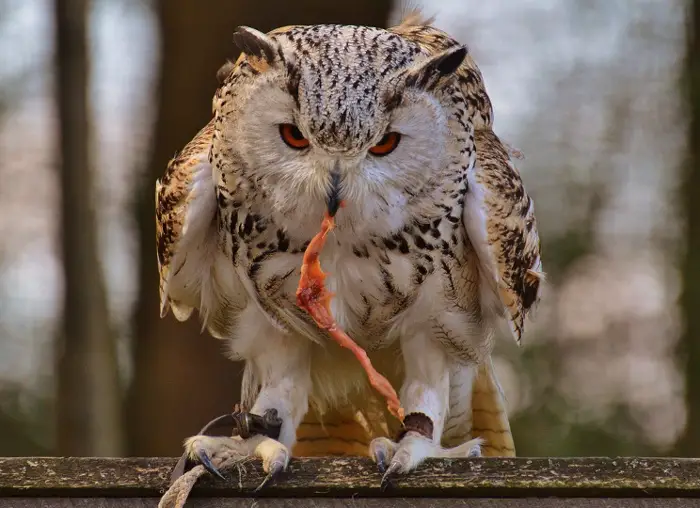 Do Owls Eat Rabbits