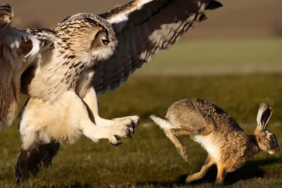 Do Owls Eat Rabbits