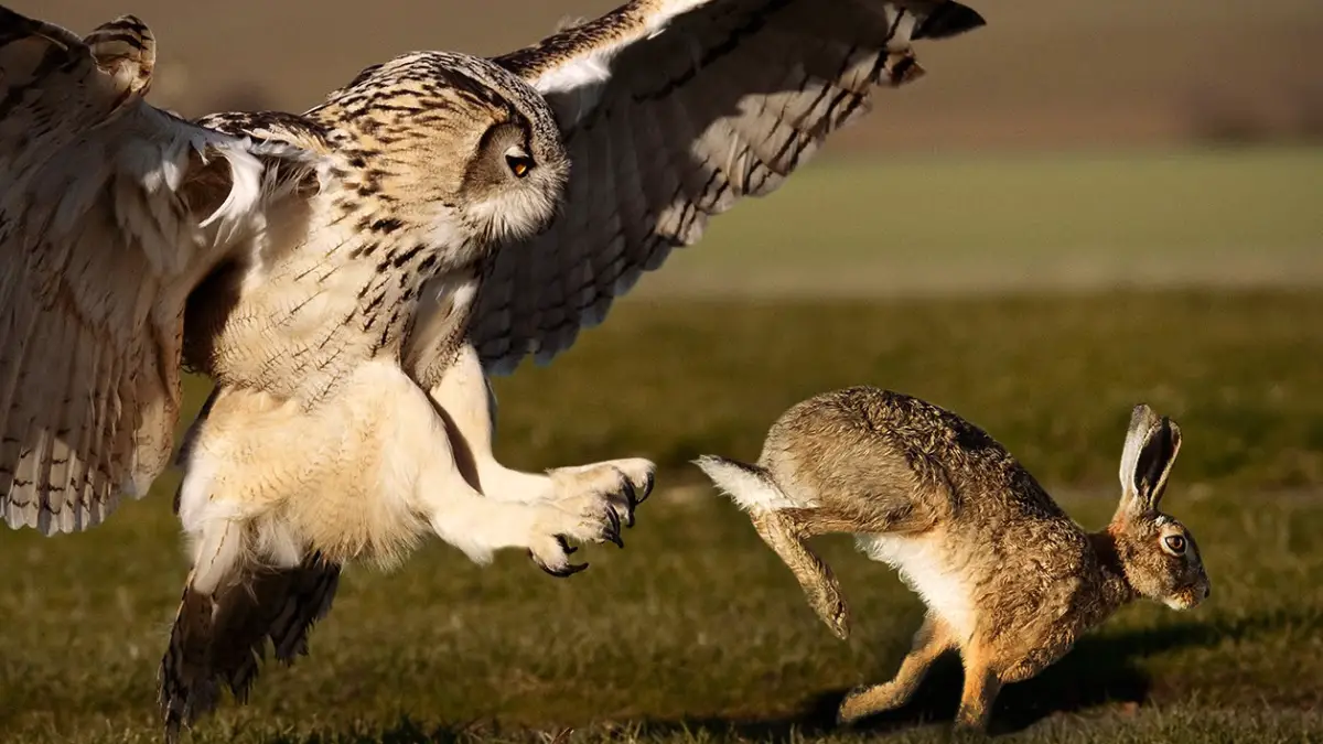 Diet Query Do Owls Eat Rabbits?