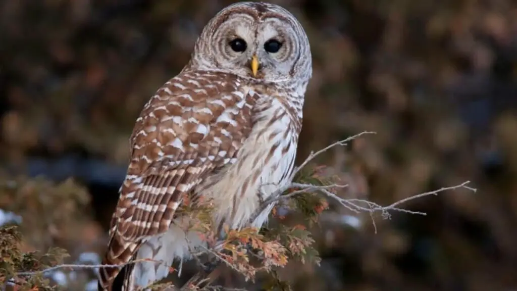 What Do Owls Eat? A Complete List Of Food Owl Eats