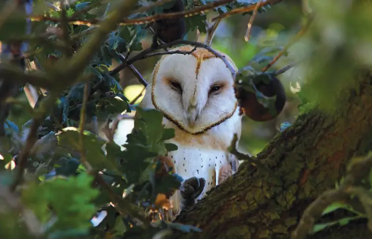 Downsides of Owls Eating Fruits