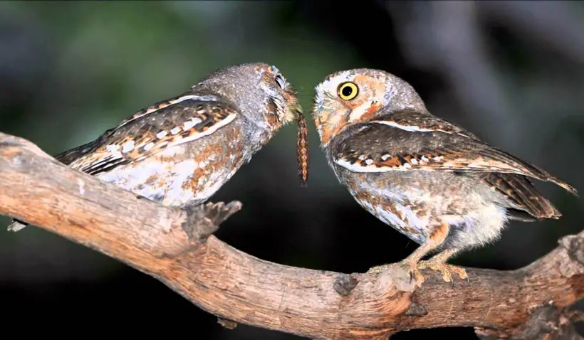 Elf Owl