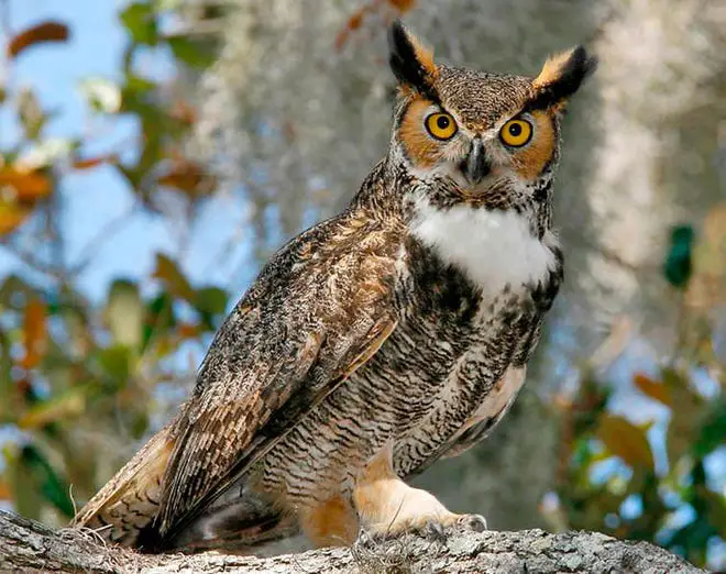 Great Horned Owl