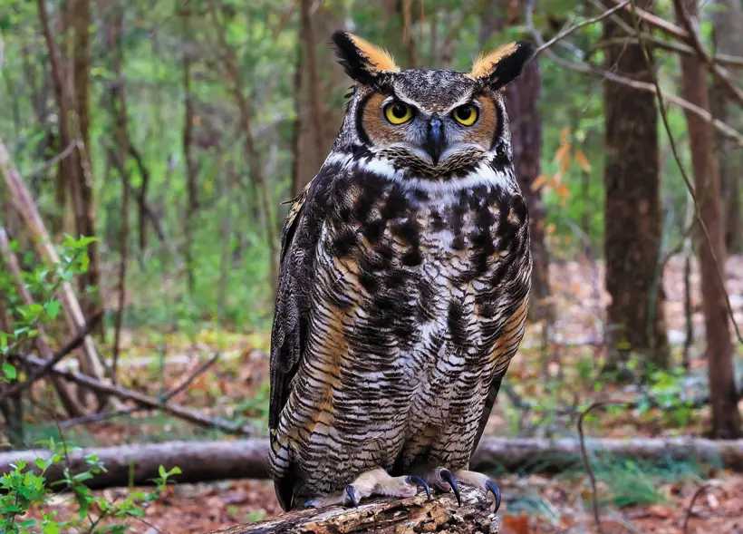 Great-Horned Owls