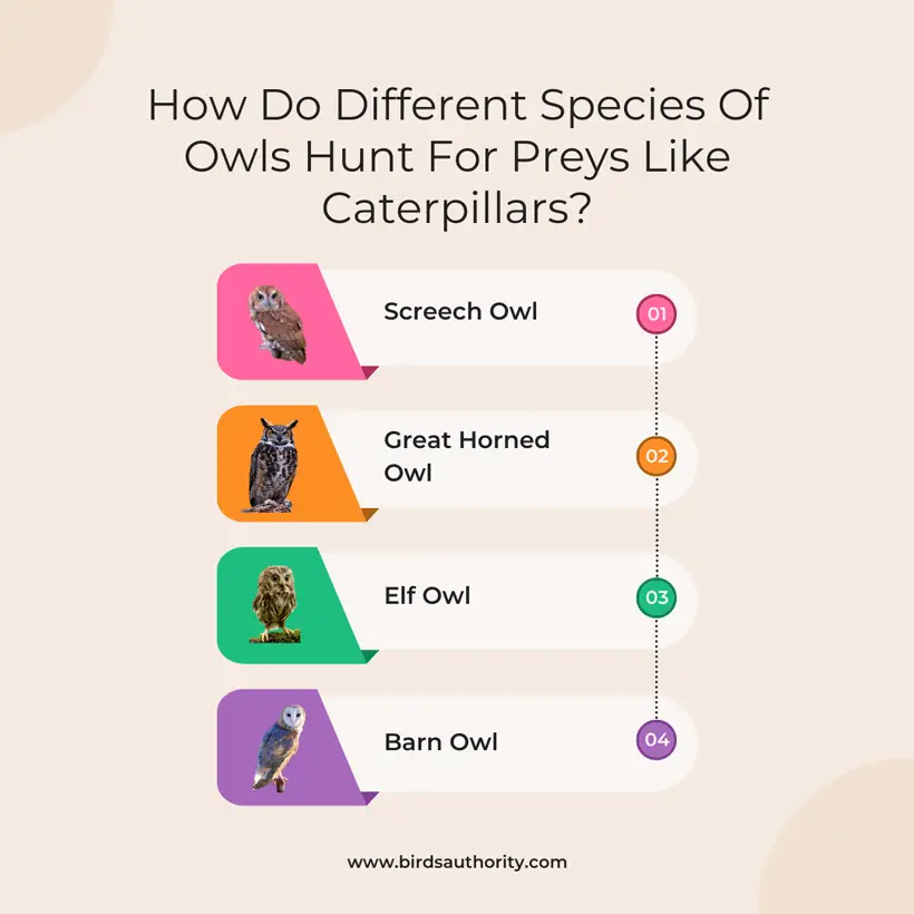 How Do Different Species Of Owls Hunt For Preys Like Caterpillars
