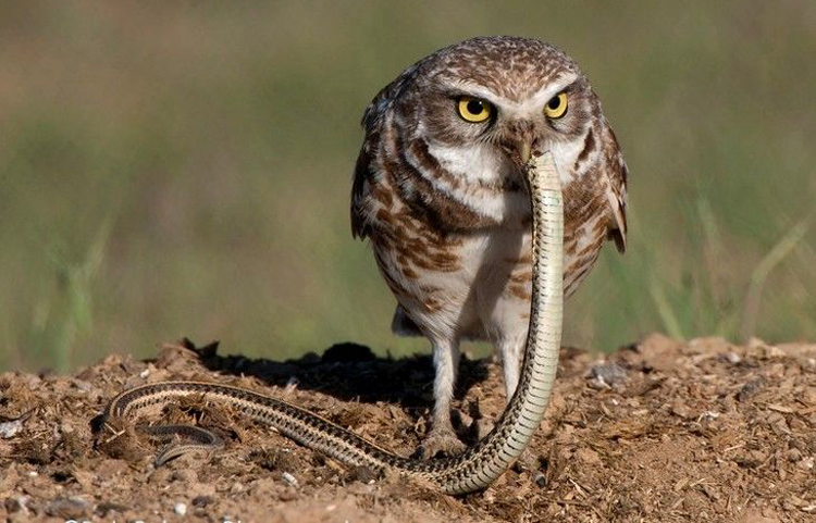 How Do Owls Eat Snakes