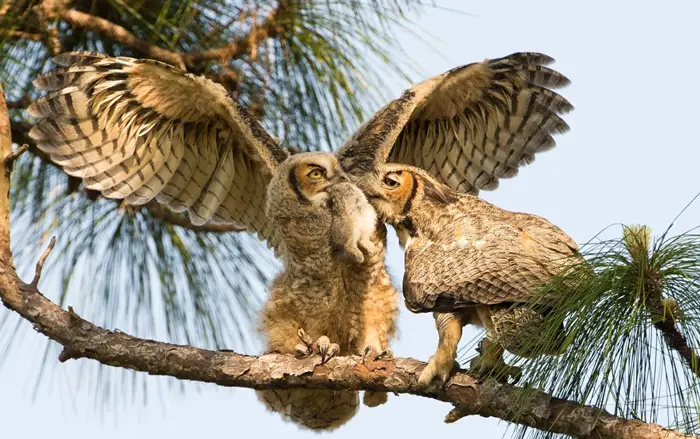 How Do Owls Hunt Rabbits