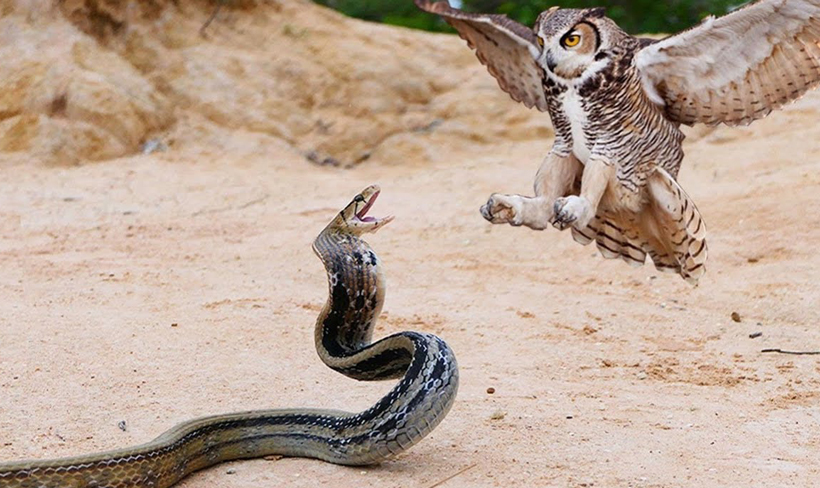 How Do Owls Hunt Snakes