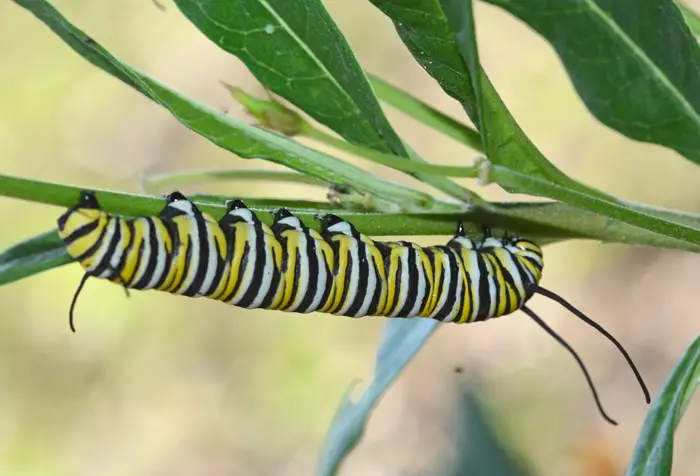 How Does Owl Consume Caterpillars