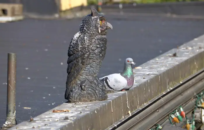 How Long Do Owl Decoys Typically Scare Off Birds