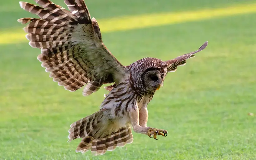 Influence Owl To Eat Cat