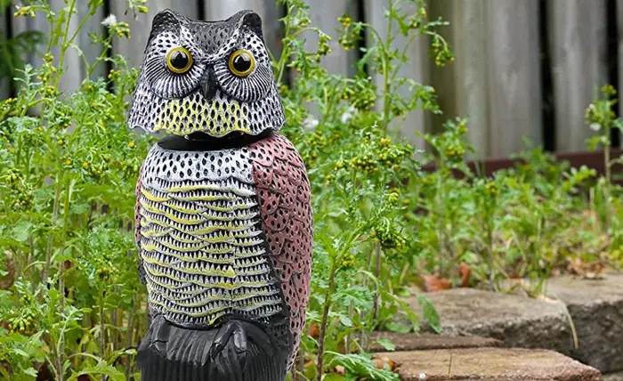 Investigating the Effectiveness of Owl Decoys
