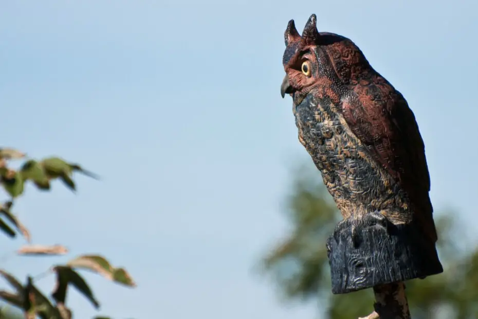Investigating The Effectiveness of Owl Decoys