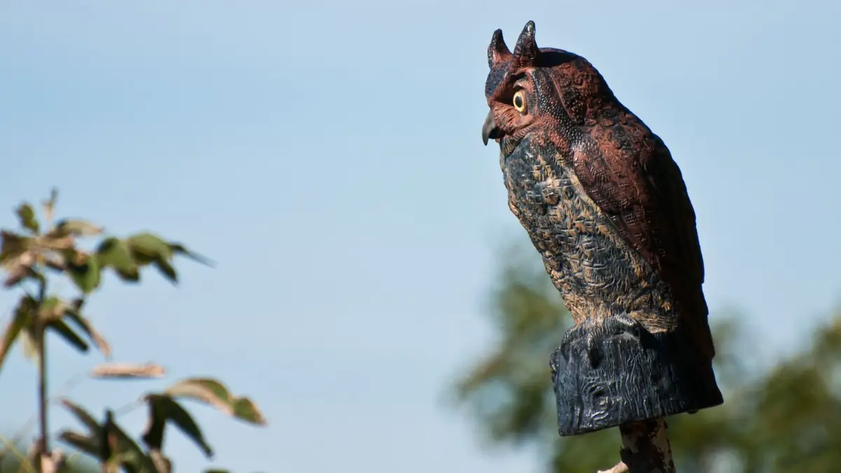 Investigating The Effectiveness of Owl Decoys Unraveling Owl Decoy