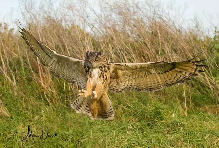 Larger owl species