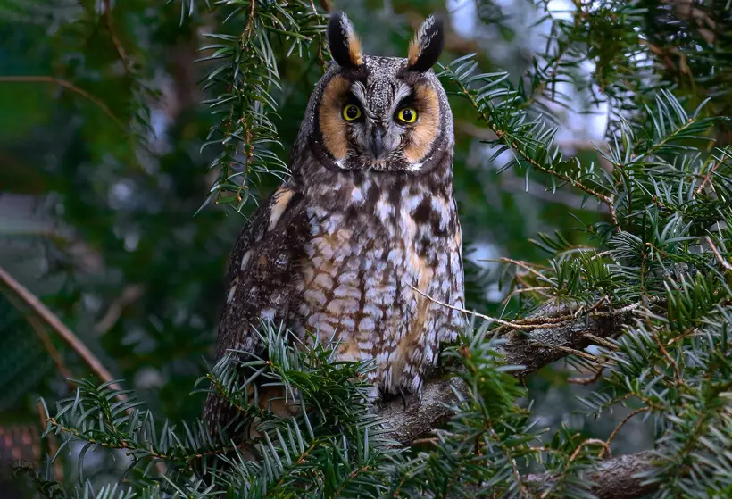 Long-Eared Owls