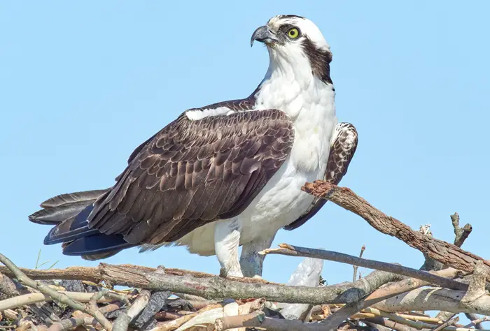 Ospreys