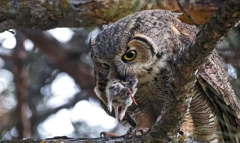 Owl Diet