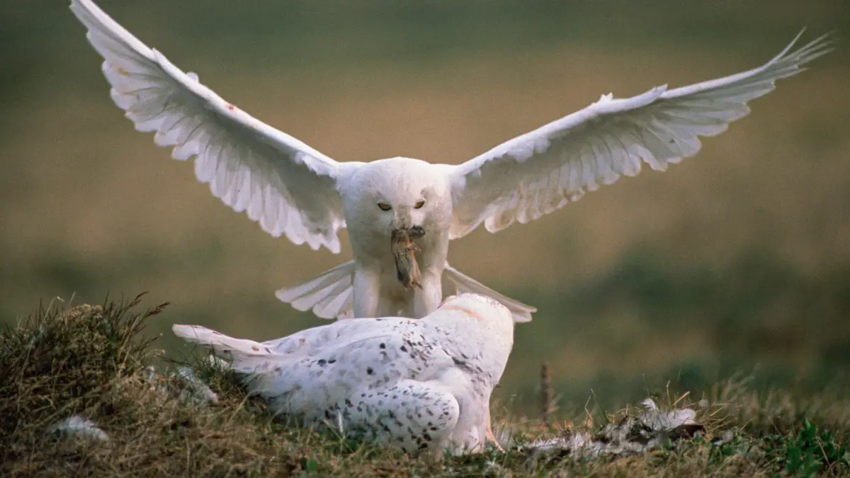 Owl Predators