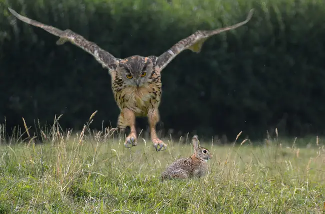 Owls’ Prey on Rabbits