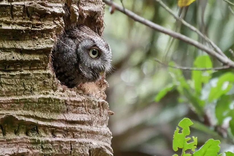 Screech Owl eat caterpillars