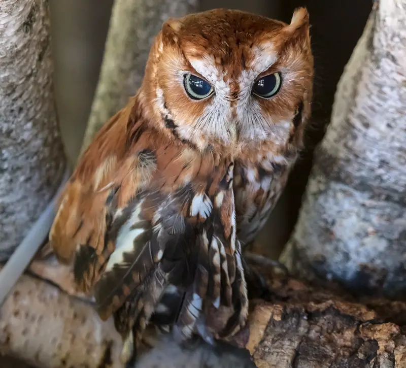 Screech Owl