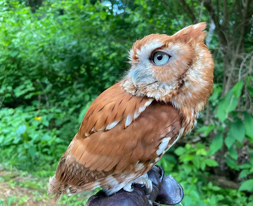 Screech Owls