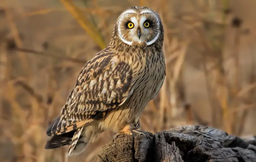 Short-Eared Owls