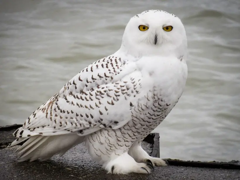 Snowy White Owls