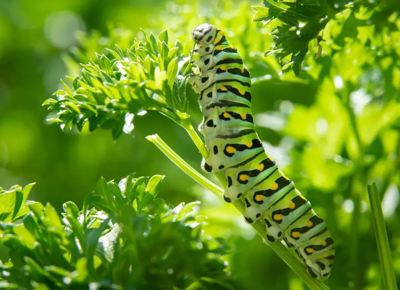 What Factors Influence Owls To Feed On Caterpillars