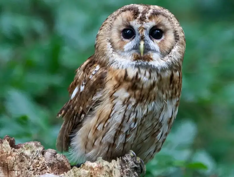 What Fruits Can Owls Eat