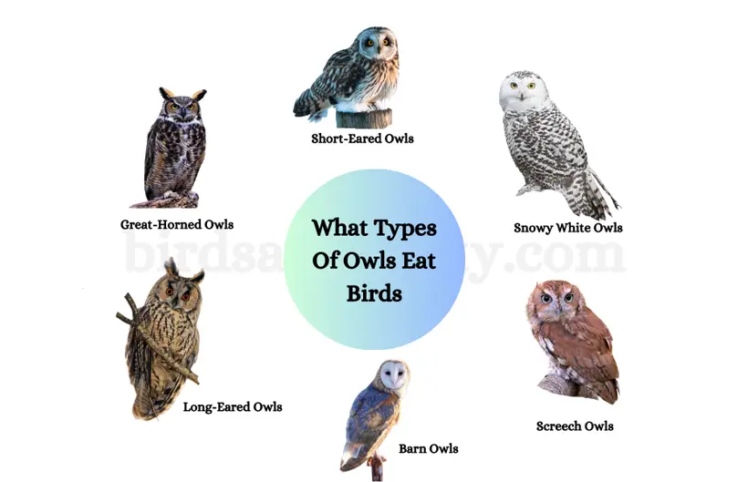 What Types Of Owls Eat Birds