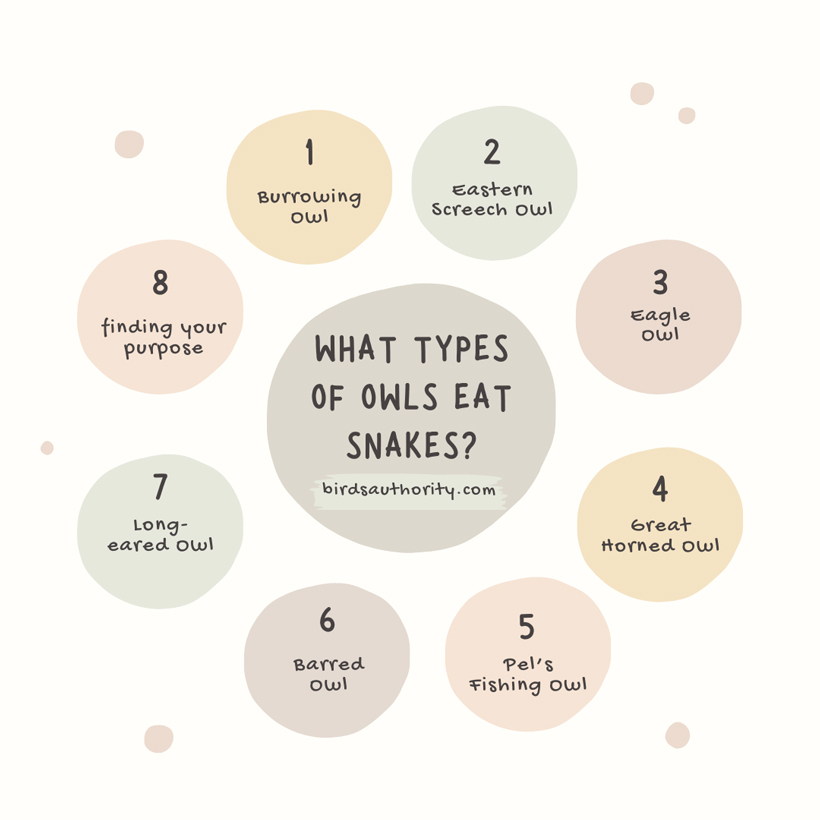 What Types of Owls Eat Snakes